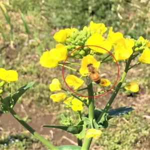 春が来た！【キッチン・ブレスBLOG】のサムネイル