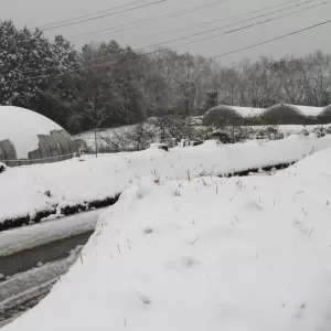 雪のくまさん！【キッチン・ブレスNEWS】のサムネイル