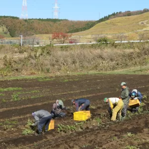 ジャガイモ掘り【キッチン・ブレスNEWS】のサムネイル