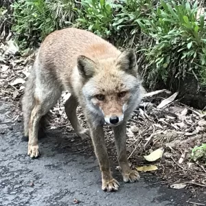 きつね【キッチン・ブレス日記】のサムネイル