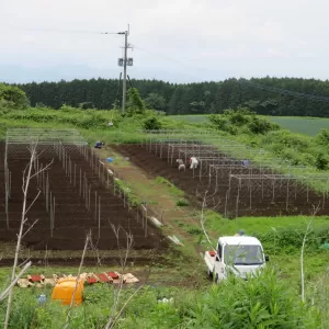 自然薯植え【キッチン・ブレスNEWS】のサムネイル