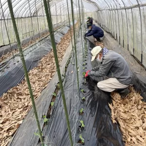 スナップエンドウ植栽中！のサムネイル