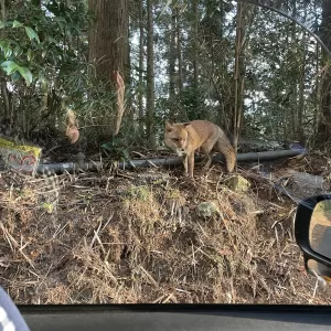 人懐っこい？キツネのサムネイル