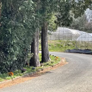 花は咲くのサムネイル