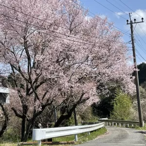 桜舞う散歩道🌸のサムネイル