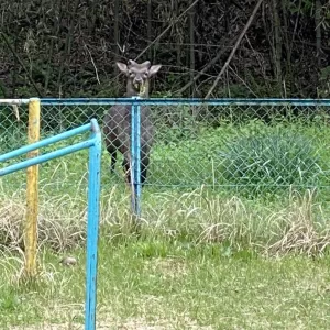 鹿さん、こんにちわ！のサムネイル